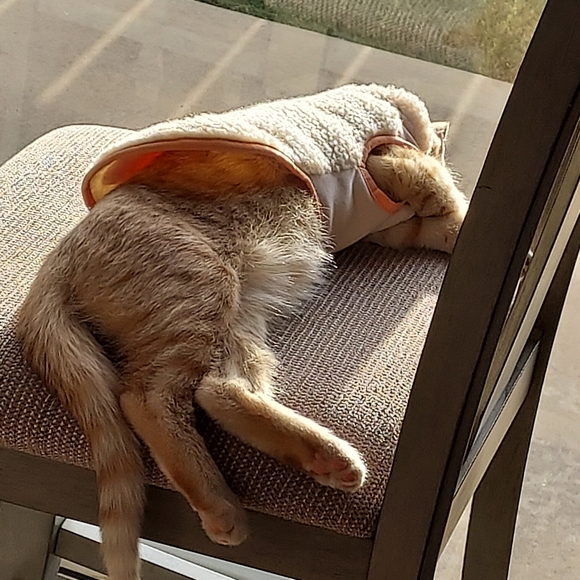 Assorted CAT/DOG pet clothing bundle, size- sm, xs - Picture 11 of 11